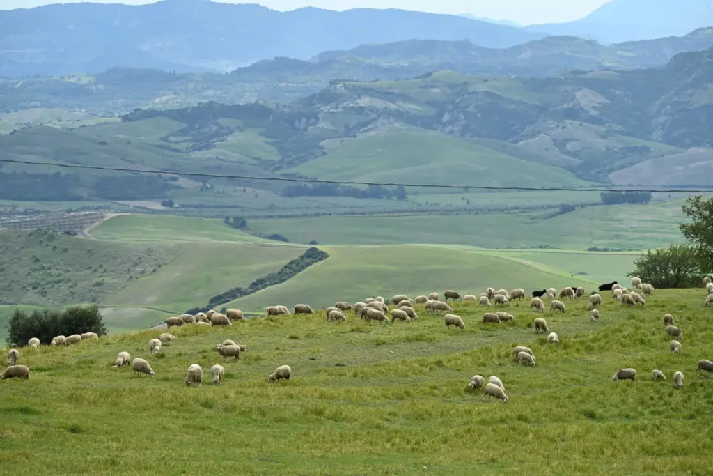 Colline della Basilicata
